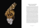 Divine Jewels Book